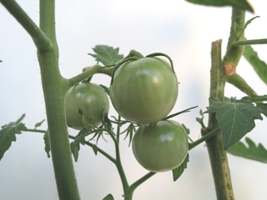 水耕栽培トマト