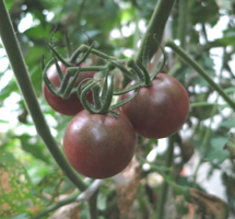 ミニトマトの水耕栽培